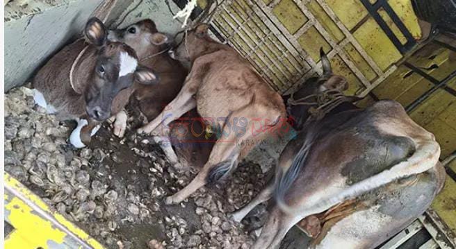 ಉಪ್ಪಿನಂಗಡಿ: ಅಕ್ರಮ ದನ ಸಾಗಾಟ ಪತ್ತೆ : ನಾಲ್ಕು ಜಾನುವಾರುಗಳ ರಕ್ಷಣೆ