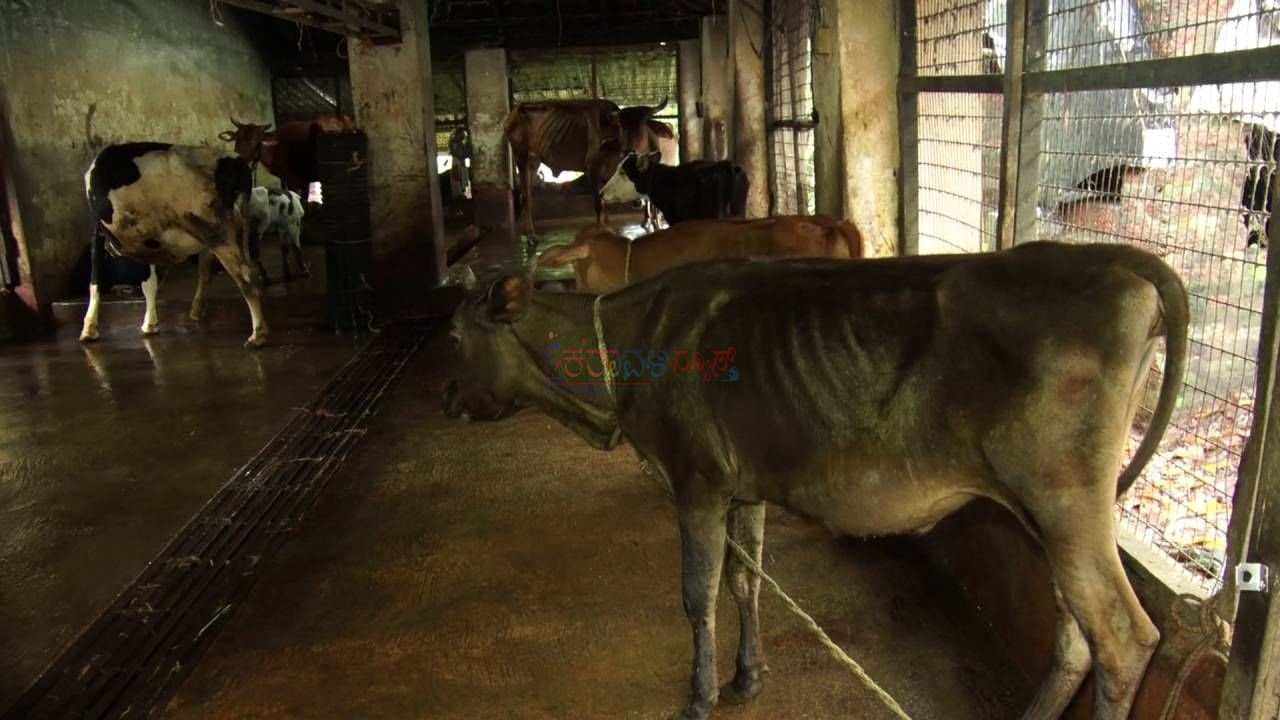 ಮಂಗಳೂರು: ಮೇಯಲು ಬಿಟ್ಟಿದ್ದ ದನಗಳು ನಿಗೂಢ ಸಾವು: ವಿಷಪ್ರಾಶನದ ಶಂಕೆ, ದೂರು ದಾಖಲು