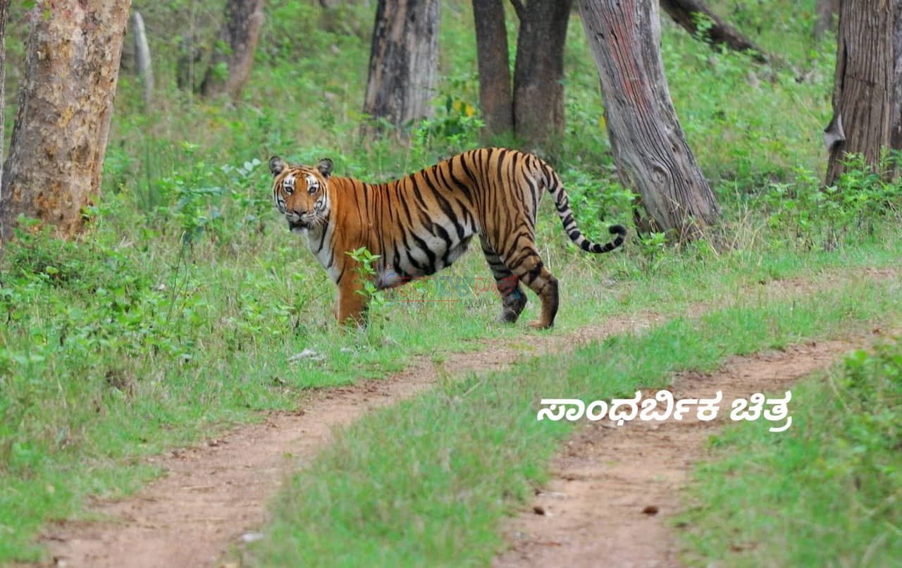 ಕುದುರೆಮುಖ ರಾಷ್ಟ್ರೀಯ ಉದ್ಯಾನವನ ವ್ಯಾಪ್ತಿಯ ಅಂಡಾರು-ಕಾಡುಹೊಳೆ ಅರಣ್ಯಪ್ರದೇಶದಲ್ಲಿ ಹುಲಿಯ ಸಂಚಾರ: ಕಾಡಂಚಿನ ಗ್ರಾಮಸ್ಥರಲ್ಲಿ ಹೆಚ್ಚಿದ ಆತಂಕ: ಹುಲಿಯನ್ನು ಸೆರೆಹಿಡಿಯುವಂತೆ ಗ್ರಾಮಸ್ಥರ ಆಗ್ರಹ