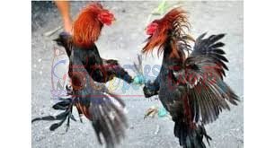 ನಲ್ಲೂರು: ಕೋಳಿ ಅಂಕಕ್ಕೆ ಪೊಲೀಸ್ ದಾಳಿ 7 ಮಂದಿ ಬಂಧನ – ಲಕ್ಷಾಂತರ ರೂ. ಮೌಲ್ಯದ ಸೊತ್ತುಗಳು ವಶಕ್ಕೆ