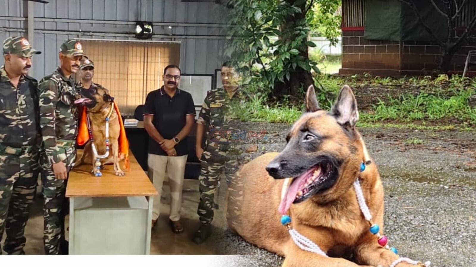 ಕಾರ್ಕಳ: ಎಎನ್‌ಎಫ್ ಪಡೆಯ ಸಹಯೋಧಳಾಗಿ ಸೇವೆ ಸಲ್ಲಿಸಿದ್ದ ಬೆಲ್ಜಿಯನ್ ಮ್ಯಾಲಿನೋಯಿಸ್ ತಳಿಯ ಹೆಣ್ಣು ಶ್ವಾನ ‘ಅಲ್ಟಿ’ ನಿವೃತ್ತಿ