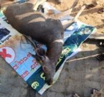 ಕಾರ್ಕಳ ತಾಲೂಕು ಕಚೇರಿ ಪಾರ್ಕಿನಲ್ಲಿ ಕಡವೆ ಮೃತದೇಹ ಪತ್ತೆ