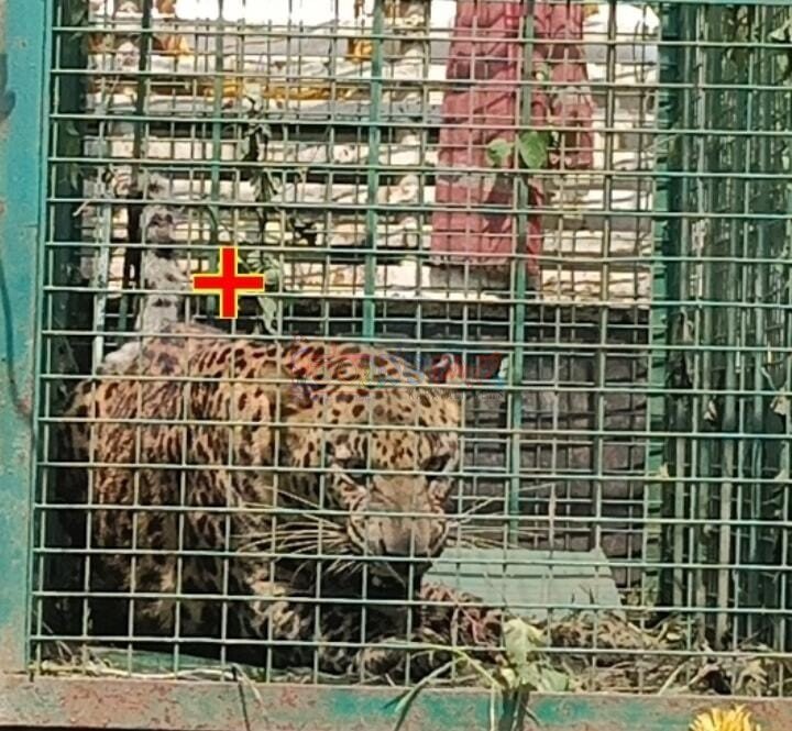 ನಿಟ್ಟೆ: ಬಾವಿಗೆ ಬಿದ್ದ ಬೃಹತ್ ಗಾತ್ರದ‌ ಚಿರತೆ ಸೆರೆ