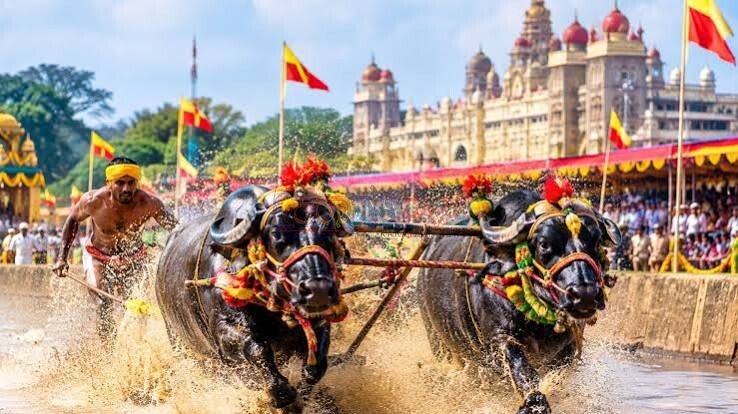 ಸಾಂಸ್ಕೃತಿಕ ನಗರಿಯಲ್ಲಿ ಕರಾವಳಿಯ ಜಾನಪದ ಸೊಗಡು: ಮೈಸೂರು ದಸರಾ ಕಂಬಳಕ್ಕೆ ಅದ್ಧೂರಿ ತೆರೆ
